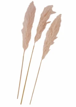 Kunstpflanze Pampasgras (3er Pack)|bonprix Hot